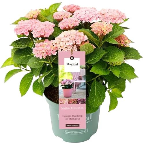 Hydrangea o Hortensia Rosa Natural Planta Ideal para Decorar