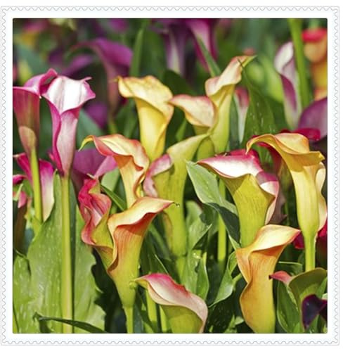 Fácil de cultivar. En maceta.,Otoño o primavera Excelente para plantar en interiores o exteriores.Bulbos de Cala-6 bulbos-E