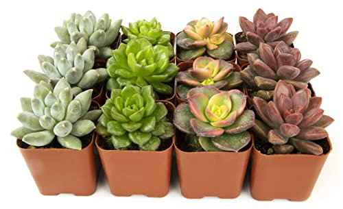 Succulents Plants Live (12PK) Potted Succulent Plants Live House Plants, Cactus Plants Live Plants Indoor Plants Live Houseplants, Indoor Plant Succulents Live Plant House Plant by Plants for Pets