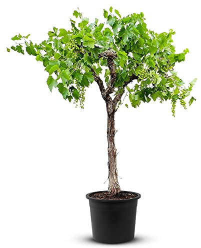 Tropictrees Weinrebe - Vitis Vinifera | Weinstock Halbstamm Moscatel mit einer Höhe von 200 cm und einem Stammumfang von 20-30 cm | inklusive Topf Durchmesser 45 cm…