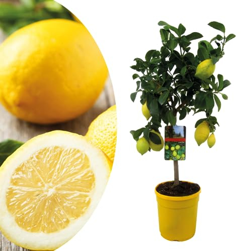 Plant in a Box - Citrus Limon - Citronnier arbre comestible fruitier - Pot 19cm - Hauteur 60-70cm