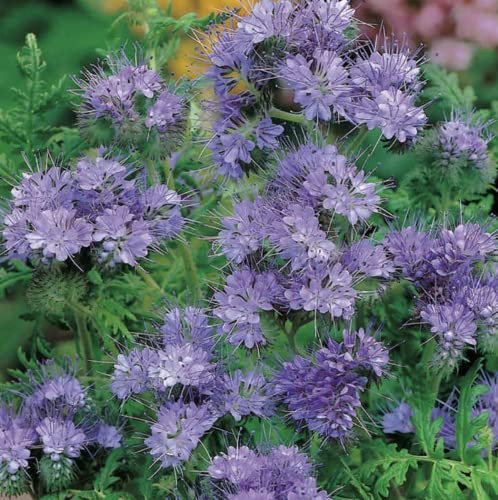 PHACELIA TANACETIFOLIA Wildflower Seeds Purple Tansy BEE Plant Green Manure 1Kg Seeds 500,000