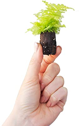 PLNTS - Baby Nephrolepis Blonde - Plantes d'intérieur - Fougère épée - Decoration chambre - Accessoires de décoration intérieure - Boutures de 2cm - Hauteur 10cm