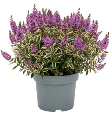 Hebe Arbusto Natural Estilo Verde Atemporal con DECOALIVE