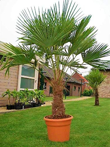 Seltene Palmen Kreuzung Trachycarpus Fortunei/Wagnerianus bis 160 cm. Deutsche Freilandzucht