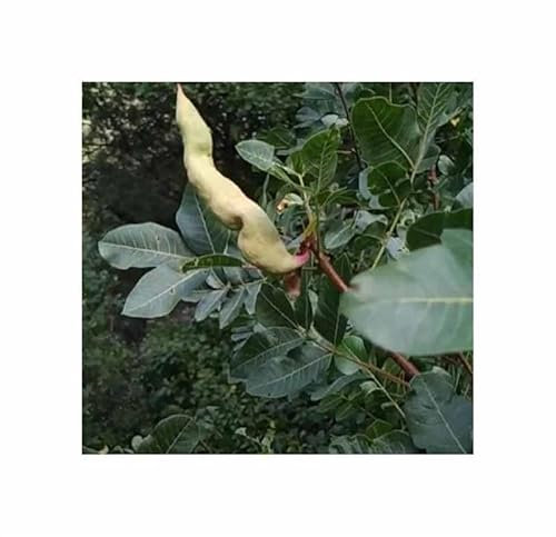 Pcs - 5X Pistacia Terebinthus - Terebinthe Bush - Tree Plants - Seeds ID1659 & Plants Shop by Ipsa