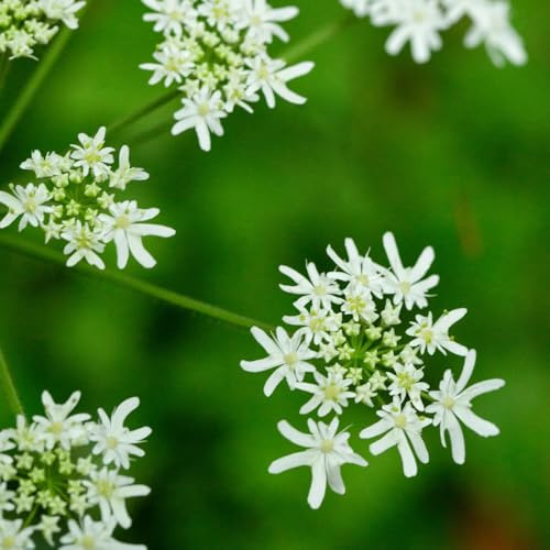 semi di levistico, resistenti aromatiche da giardino resistenti per giardini rocciosi giardino aromatiche per gli amanti del selvatiche medicinali 180pcs