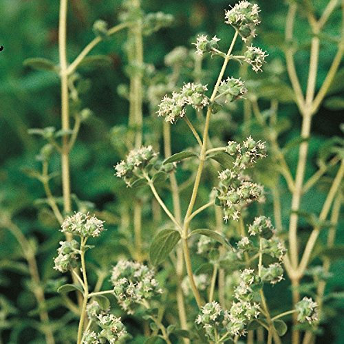 Sweet Marjoram Garden Herb Pack Seeds Suffolk Herbs