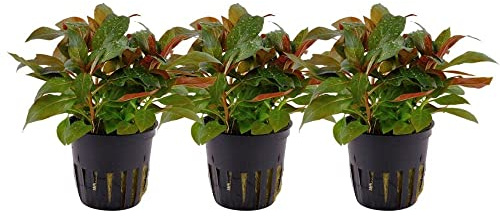 AquaOne Akvarium växt 3 stycken Ludwigia glandulosa I vattenväxt akvarieväxt stjälkväxt helt rotad lätt att rengöra aquascaping dekoration