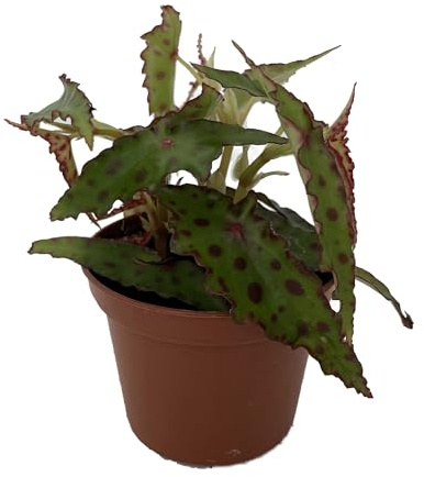 Rare Butterfly Begonia Plant - Begonia Amphioxus - 2.5 Pot - Collector's Series