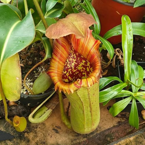 Semi di carnivora Nepenthes vere decorazione autunnale, interno di rare, decorazione soggiorno resistenti 150pcs