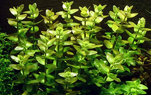 Tropica Aquarium Pflanze Bacopa caroliniana Nr.043 Wasserpflanzen Aquariumpflanzen