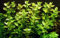 Tropica Aquarium Pflanze Bacopa caroliniana Nr.043 Wasserpflanzen Aquariumpflanzen
