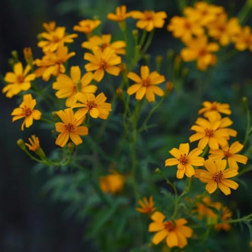 Semi di calendula, decorazione da giardino per esterni per luoghi soleggiati semi di d'appartamento semi di selvatici resistenti 800pcs