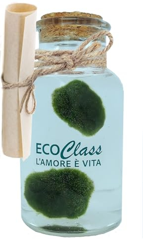 Paire de Marimo, Plante Aquatique sélectionnés et propres dans une bouteille en verre de 500 ml avec instructions d'entretien et signe historique