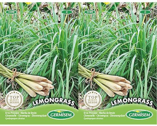 Lemongrass Seeds (Lot de 2)