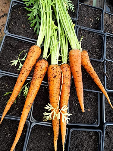 Just Seed - Organic - Vegetable - Carrot - Early Nantes - 500 Seed - Economy Pack