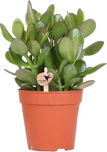 Jade Natural Planta Ideal para el Jardín de la Casa