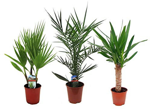 Plant in a Box - Innenpalmen - 3er Mischung - Washingtonia - Yucca - Phoenix - Topf 14cm - Höhe 50-70cm