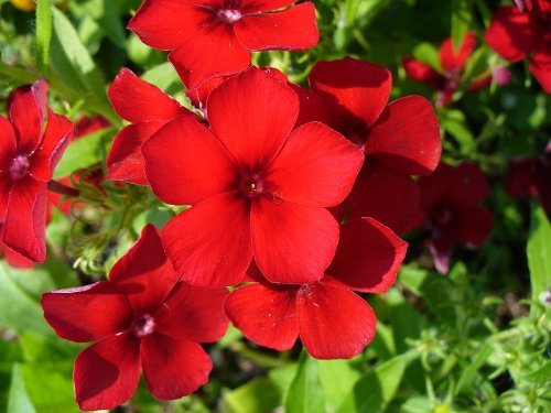 Seeds 50 RED DRUMMOND PHLOX (Texas Pride) Semi Phlox Drummondii Fiore