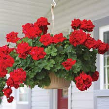 Garten Geranie, Pelargonium Geranien Samen, Pelargonie Blumen -100 Samen