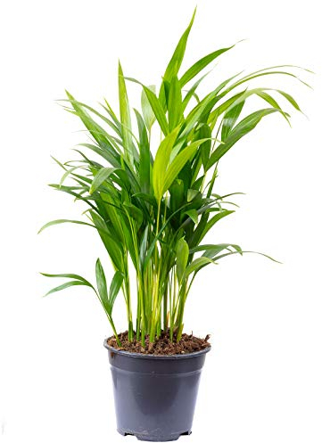 Goldfruchtpalme - pflegeleichte Zimmerpflanze, Areca Dypsis Lutescens - Höhe ca. 55 cm, Topf-Ø 14 cm