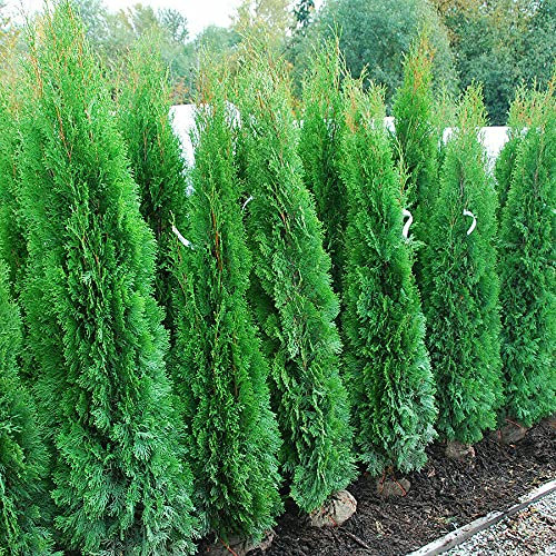 Tuia smeraldo Thuja occidentalis Smaragd pianta da siepe sempreverde in vaso ø19 cm h. 80/100 cm Vivaio di Castelletto