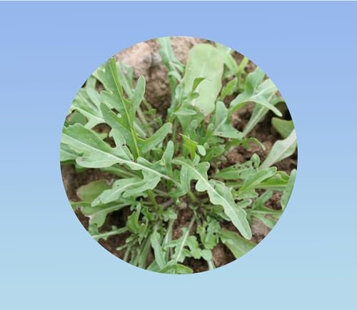 1000 graines Roquette cultivée - salade