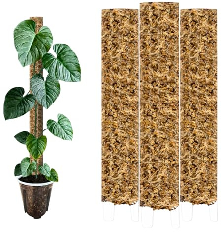 3 bastoncini di muschio trasparenti XL (53 cm) per piante d'appartamento Aroide (Monstera, Filodendro, Alocasia, Epipremnum, ecc.) Aiuto per piante rampicanti