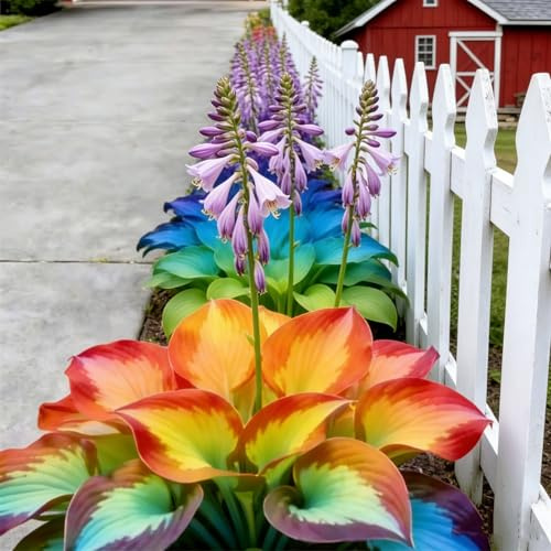 Resistenti al freddo e alla siccità&Adatte per la decorazione di giardini e balconi/Hostas/Rizoma Hosta/Hosta resistenti-4 Rhizome-F