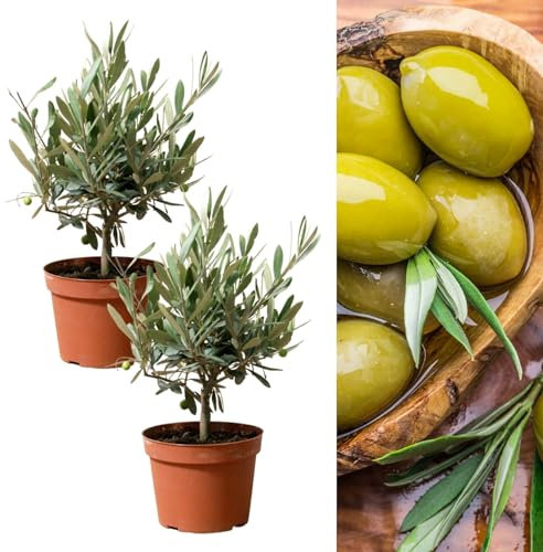 Olive Tree (2 Plants) Olea Europa in 14cm Pots - 25cm in Height