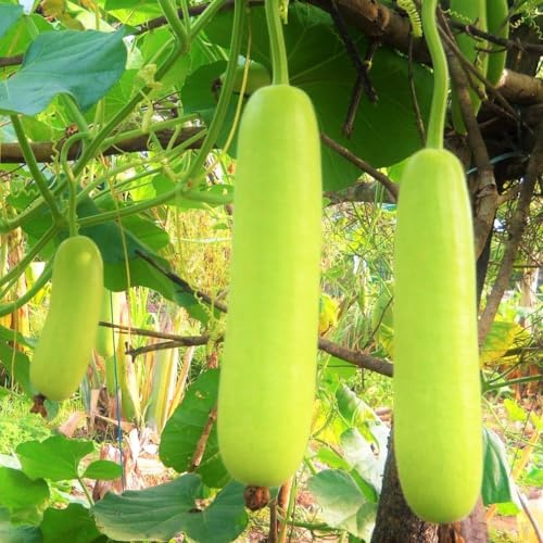 TomorrowSeeds - Calabash Bottle Gourd Seeds - 20+ Count - for 2026 Planting Lauki Dudhi Long Melon Loki Indian Doodhi Kaddu Opo Squash Chinese Asian Vegetable Grow Your Own Home Farm Patio Healthy