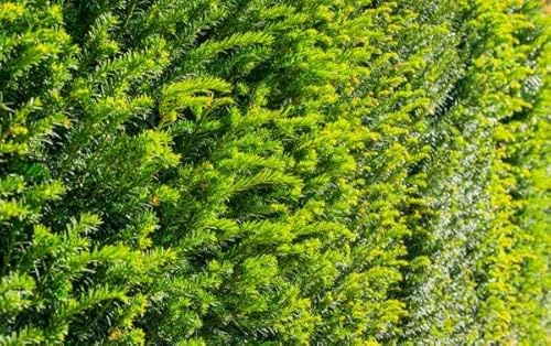 30 Taxus baccata 140-160cm ohne Ballen gemessen– Eibe Ballenware | Immergrüne Heckenpflanze, schnittverträglich & winterhart | Pflegeleicht & langlebig | Eibe | Heckenpflanzen | für ca. 7–8 m Hecke