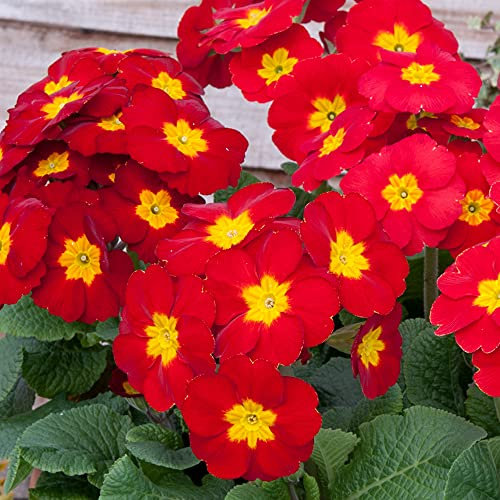 Polyanthus Red | Colourful Flowering Garden Ready Bedding Plants 6 Pack