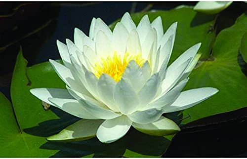 Lincolnshire Pond Plants Ltd - Aquatic Pond Plants White Gladstoniana Water Lily - Pond Plants - VLW05-Kit