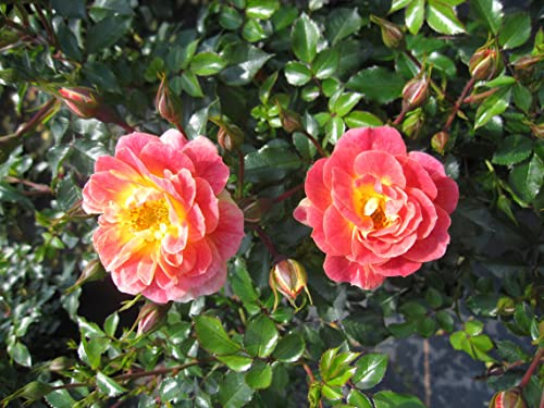 Rosa Bienenweide Fruity ® - Beetrose Bienenweide Fruity ® - Tantau Rose