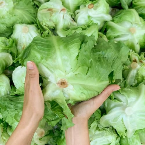 semillas de lechuga iceberg orgánicas - lechuga - invierno, resistentes para el jardín, lechuga iceberg fresca de Compre 600pcs