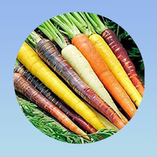 250 graines de carottes muticolore - carottes rainbow