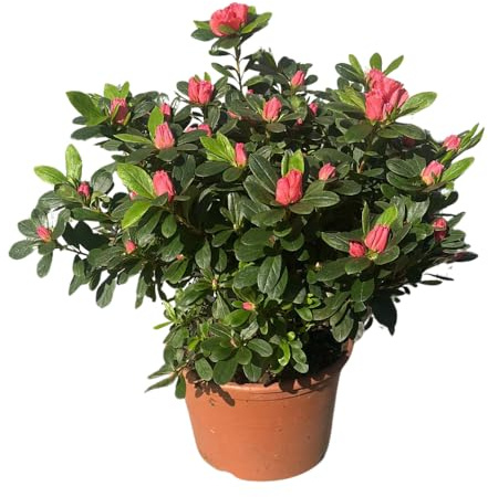 Azalea da Esterno in Vaso 22 Cm | Pianta Acidofila Sempreverde con Fioritura Primaverile | Prodotta in Italia | Chioma 40-50 cm | Vaso Riciclato (Rosa fiore semplice)