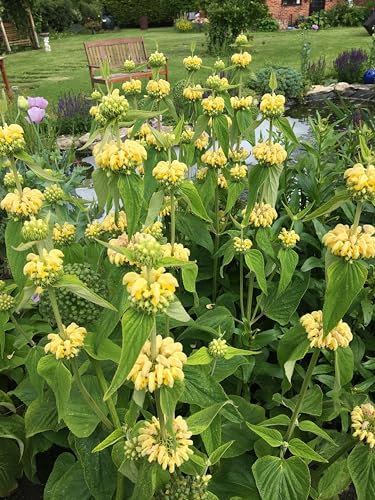 75 Phlomis Russeliana Seeds (Turkish Sage) - 75 Seeds