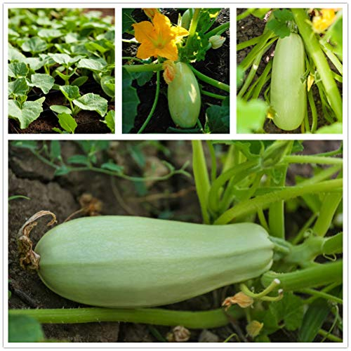 Burpee Fordhook Zucchini Sommerkürbis Samen 50 Samen