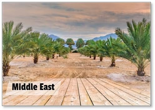 Plantation of Date Palms Intended for Healthy Food Production. Dates Production Is A Rapidly Developing Agriculture Industry in Desert Areas of The Middle East, Wooden Floor as Copy, Fridge Magnet
