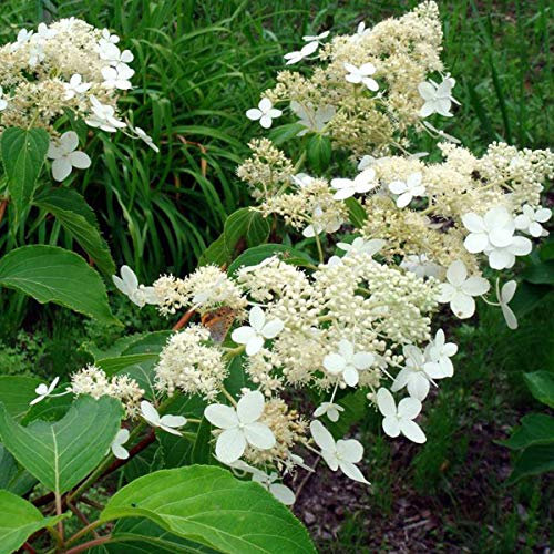 Hydrangea Paniculata 'Praecox'- Hortensia paniculé 'Praecox' 40-50 cm en conteneur