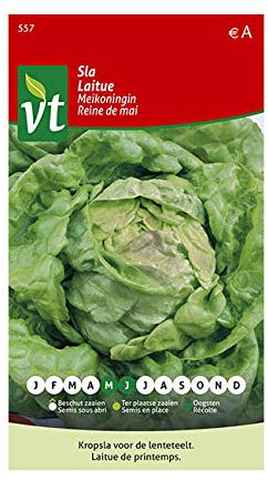 Laitue Reine de mai Graines - Laitue de printemps