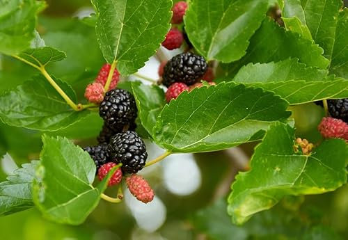Morus rotundiloba mojo Berry - Mulberry Tree - in 15 cm Pot - 45cm Height - Tasty Berries - Fruit Tree