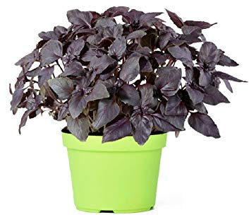 SEMI BASILICO ROSSO+ GUIDA COLTIVAZIONE