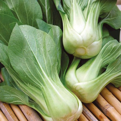 Buy4seeds Cabbage PAK Choi White STEM 1500 Seeds Easy to Grow Garden Yard Patio