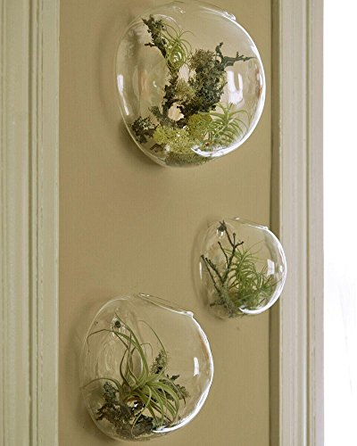 Set of 3 Bubble Terrariums Indoor Plants Planters Vase Mini Aquarium Wall Decor