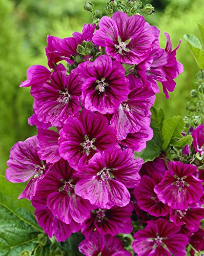 Seeds4planting - Seeds Hollyhock Mallow Forest Purple - Organic