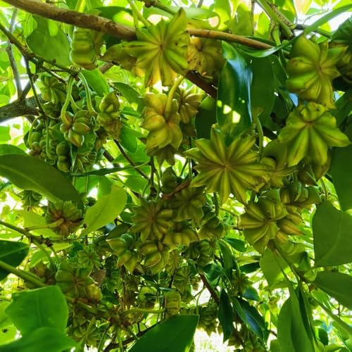semillas de anís estrellado, resistentes Jardín de interior, arbustos de hoja perenne resistentes cocina de jardín 40pcs